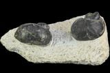 Two Devonian Gastropod Fossils - Issoumour, Morocco #126269-1